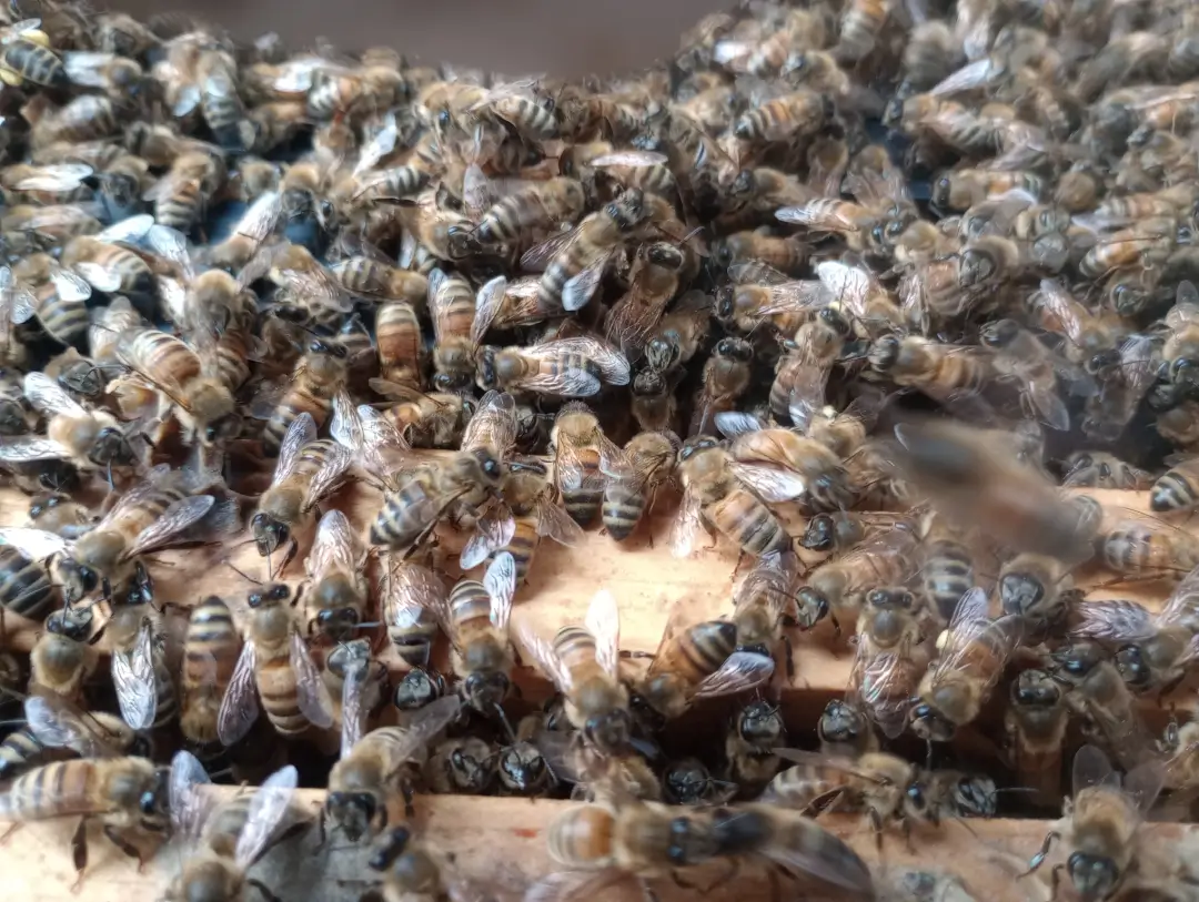 swarms of bees