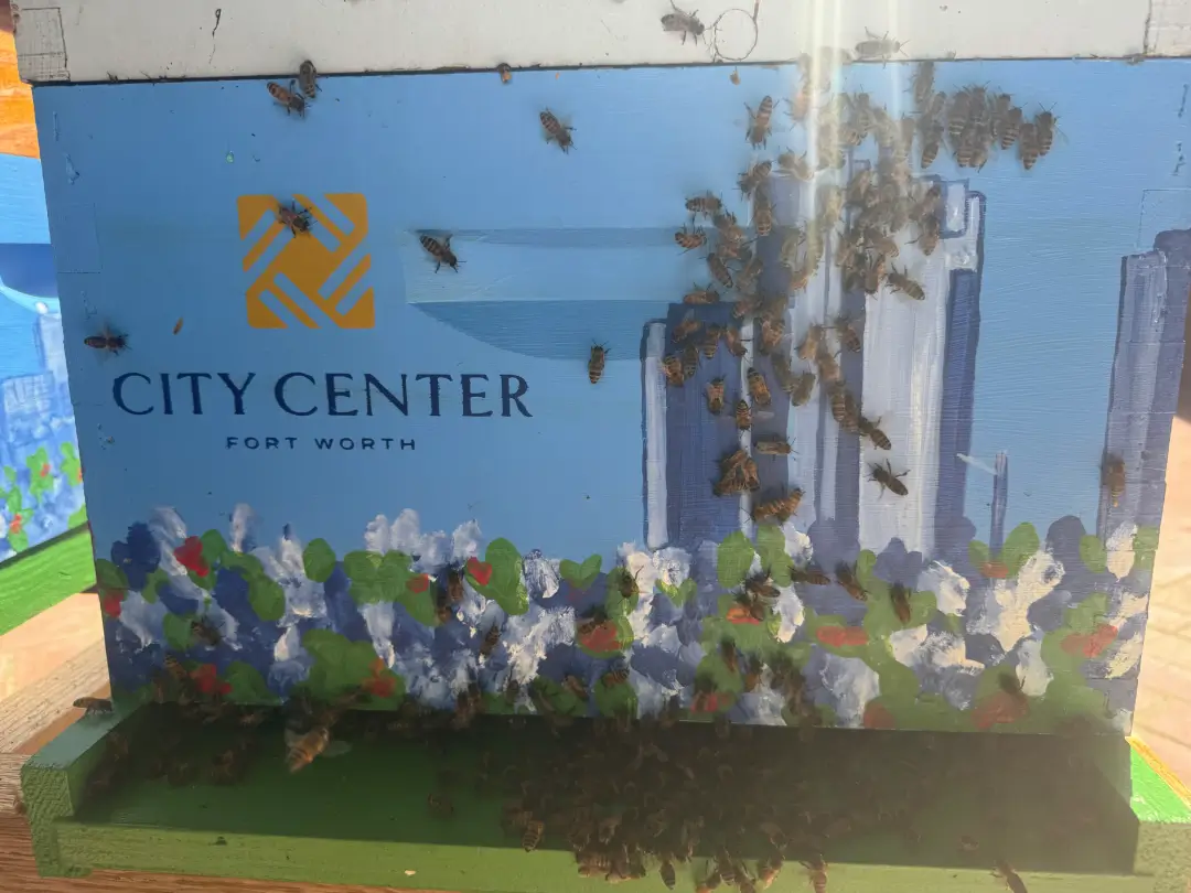 a city center bee hive